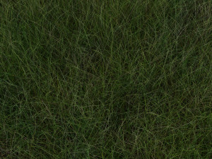 Grasses Set 3D Model