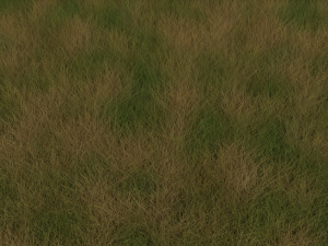 Grasses Set 3D Model