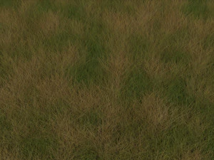Grasses Set 3D Model
