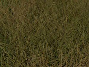 Grasses Set 3D Model