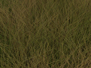 Grasses Set 3D Model