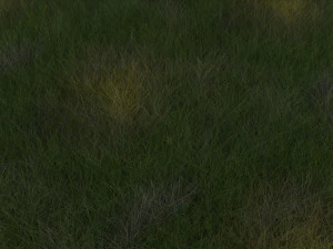 Grasses Set 3D Model
