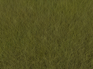 Grasses Set 3D Model