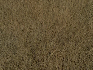 Grasses Set 3D Model