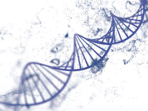 DNA Helix 3D Model
