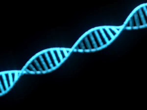 Heliks DNA Model 3D