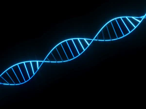 Heliks DNA Model 3D