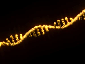 RNA Helix 3D Model