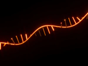 RNA Helix 3D Model