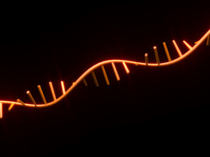 RNA Helix 3D Модель