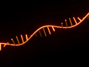 RNA Helix 3D Model
