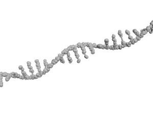RNA Helix 3D Model