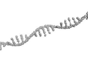 RNA Helix 3D Модель