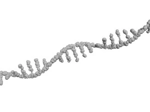 RNA Helix 3D Model
