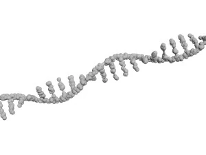 RNA Helix 3D Model