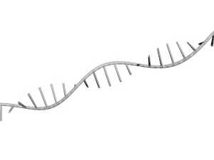 RNA Helix 3D Model