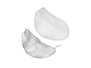 Garlic Cloves Modelo 3D