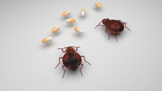 Bedbugs Set 3D Model .c4d .max .obj .3ds .fbx .stl .blend 
