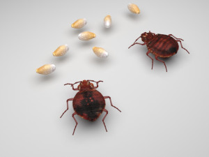 Bedbugs Set 3D Модель