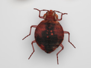 Bedbugs Set 3D Model