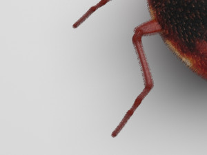 Bedbugs Set 3D Model