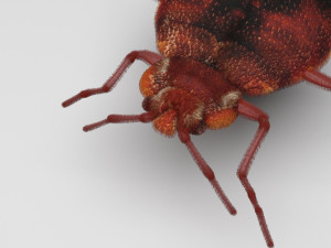 Bedbugs Set 3D Model