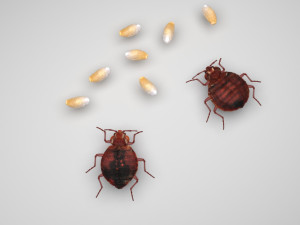 Bedbugs Set 3D Model
