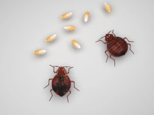 Набір клопів 3D Модель