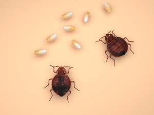 Bedbugs Set 3D Model