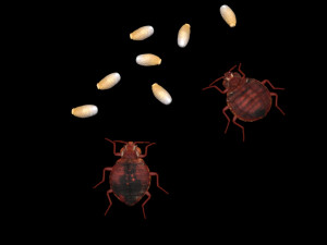 Bedbugs Set 3D Model