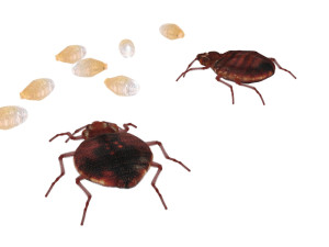 Bedbugs Set 3D Model