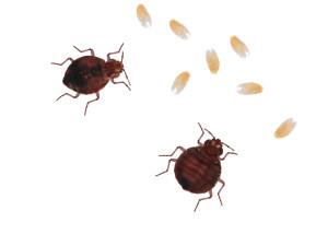 Bedbugs Set 3D Model