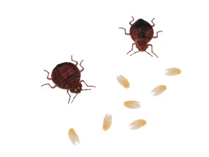 Набір клопів 3D Модель