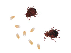 Bedbugs Set 3D Model