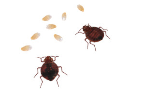 Bedbugs Set 3D Model