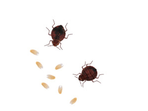 Bedbugs Set 3D Model