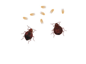 Bedbugs Set 3D Model
