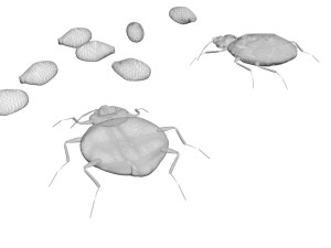 Bedbugs Set 3D Model