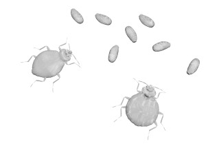 Bedbugs Set 3D Model