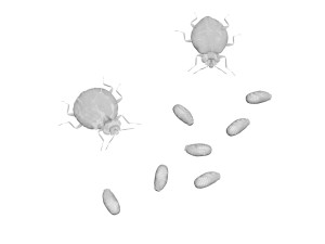 Bedbugs Set 3D Model