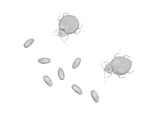 Bedbugs Set 3D Model