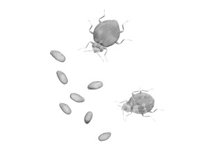 Bedbugs Set 3D Model