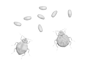 Bedbugs Set 3D Model