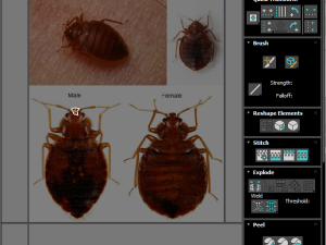 Bedbugs Set 3D Model