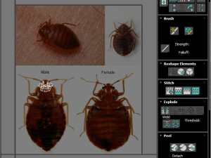 Bedbugs Set 3D Model
