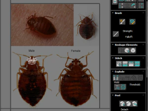 Набір клопів 3D Модель