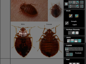 Bedbugs Set 3D Model