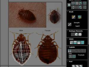 Bedbugs Set 3D Model