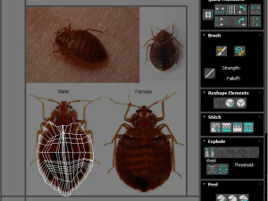 Набір клопів 3D Модель