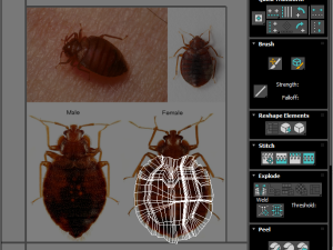 Bedbugs Set 3D Model